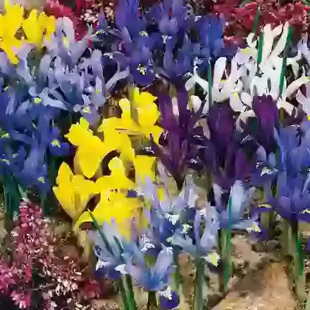 Reticulata Special Mixture